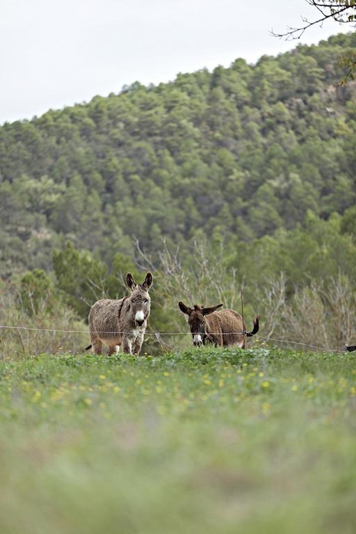 Отель Masia Ca L'Anima La Baronia de Rialb Номер фото